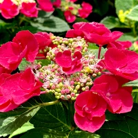 Cherry Explosion Hydrangea made by here at Twin Oaks Nursery & Supply