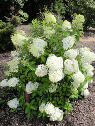 Bobo Hydrangea made by here at Twin Oaks Nursery & Supply
