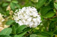 Bobo Hydrangea