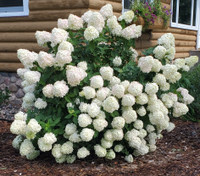 Little Lime Hydrangea Tree made by here at Twin Oaks Nursery & Supply