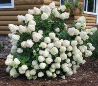 Little Lime Hydrangea Tree, lush white flowering shrub with rounded clusters of blossoms in front of a wooden house.