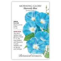 Morning Glory Seeds
