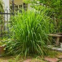 Lemongrass made by here at Twin Oaks Nursery & Supply