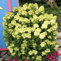 Little Lime Hydrangea, lush green foliage with large clusters of pale lime-green flowers, garden plant for landscaping