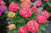 Wee Bit Giddy Hydrangea, vibrant pink flowering plant with lush green leaves.