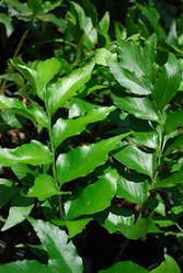 Holly Fern made by here at Twin Oaks Nursery & Supply