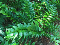 Holly Fern