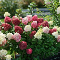 Hot Sauce Hydrangea made by here at Twin Oaks Nursery & Supply