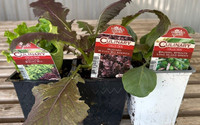 Vegetable - 4 Inch - Assorted made by here at Twin Oaks Nursery & Supply