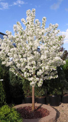 Spring Snow Crabapple made by here at Twin Oaks Nursery & Supply
