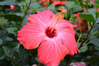 Painted Lady Tropical Hibiscus made by here at Twin Oaks Nursery & Supply