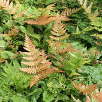 Autumn Fern made by here at Twin Oaks Nursery & Supply