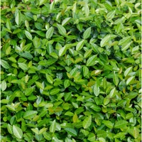Asian Jasmine Full Flat 18ct