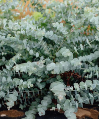 Eucalyptus - Assorted Varieties