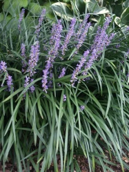 Big or Super Blue Liriope Full Flat 18ct made by here at Twin Oaks Nursery & Supply