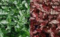 Wintercreeper Full Flat 18ct made by here at Twin Oaks Nursery & Supply