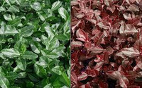 Wintercreeper Full Flat 18ct, close-up of lush green and reddish-brown variegated foliage.
