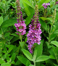 Birthday Cake Butterfly Bush
