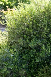 Dwarf Olive 'Montra'