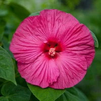 Honeymoon Hardy Hibiscus - Assorted made by here at Twin Oaks Nursery & Supply