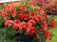 Encore Azalea Autumn Embers made by here at Twin Oaks Nursery & Supply