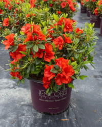 Encore Azalea Autumn Embers