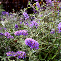 Nanho Blue Butterfly Bush made by here at Twin Oaks Nursery & Supply