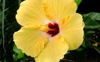 Sunset Yellow Tropical Hibiscus made by here at Twin Oaks Nursery & Supply