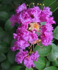  OUTDOORS Twin Oaks Nursery & Supply