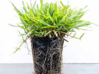 Zoysia Grass Plugs made by here at Twin Oaks Nursery & Supply