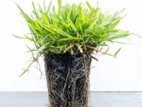 Zoysia Grass Plugs
