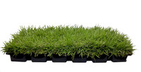 Zoysia Grass Plugs