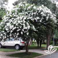 Crape Myrtle 'Acoma' made by here at Twin Oaks Nursery & Supply
