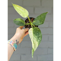 Philodendron Jose Buono Fiesta made by here at Twin Oaks Nursery & Supply