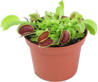 Venus Fly Trap made by here at Twin Oaks Nursery & Supply
