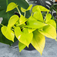 Pothos Neon plant, vibrant yellow and green variegated foliage in a black pot.