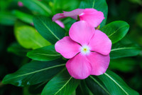 Vinca Full Flat - 18 ct (Periwinkle) made by here at Twin Oaks Nursery & Supply