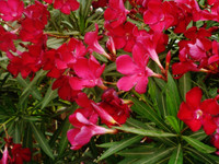 Hardy Red Oleander made by here at Twin Oaks Nursery & Supply
