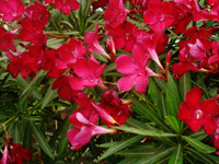 Hardy Red Oleander, vibrant red flowering plant with elongated green leaves.