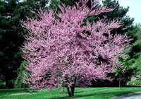 Burgundy Hearts Redbud