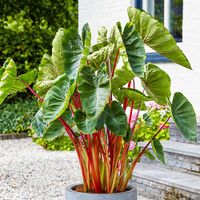 Hawaiian Punch Elephant Ear - 3 Gallon made by here at Twin Oaks Nursery & Supply