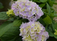 Hydrangea - Assorted 8 Inch