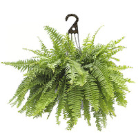 Boston Fern Hanging Basket made by here at Twin Oaks Nursery & Supply