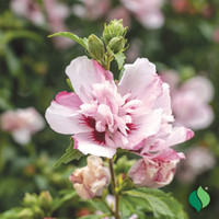 Double Pink Althea (Rose of Sharon) made by here at Twin Oaks Nursery & Supply