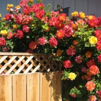 Joseph's Coat Climbing Rose made by here at Twin Oaks Nursery & Supply