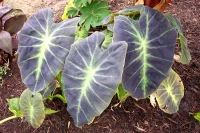 Black Beauty Elephant Ear made by here at Twin Oaks Nursery & Supply