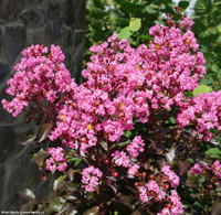 Rhapsody in Pink Crape Myrtle made by here at Twin Oaks Nursery & Supply