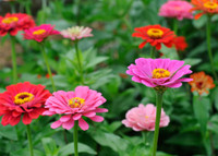 Zinnia Full Flat - 18 ct