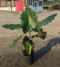 Mayan Mask Elephant Ear - 3 Gallon made by here at Twin Oaks Nursery & Supply