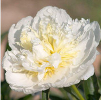 Peony 'Buttercup' made by here at Twin Oaks Nursery & Supply